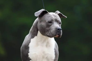pit bull.jpg