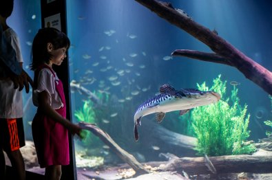 aquario