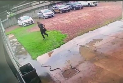 cobra locadora