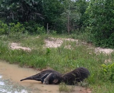 tamandua-bandeira.jpg