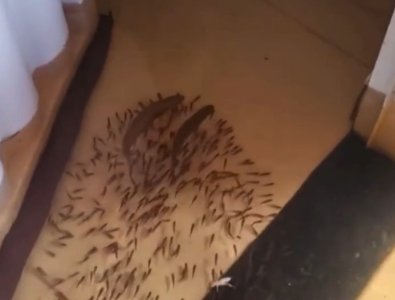 PEIXES CASA.jpg