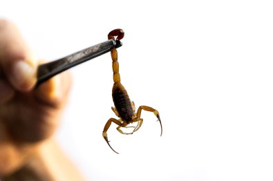 escorpiao