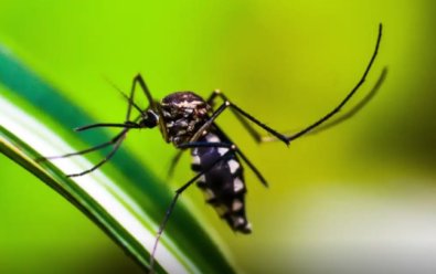 mosquito dengue