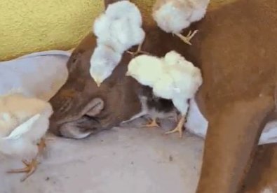 pitbull.JPG