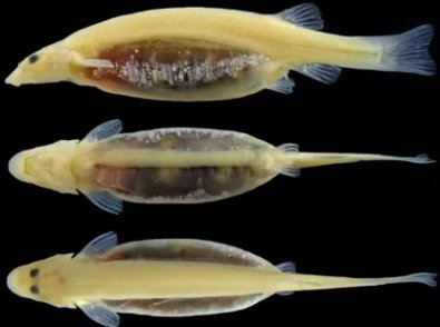 PEIXE MAR.jpg