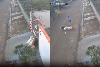 gato-morto-cachorros-juina