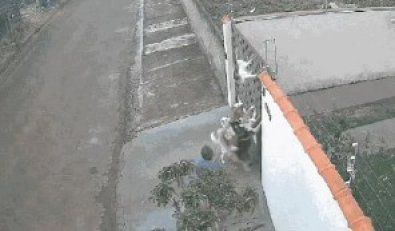 ATAQUE GATO.jpg