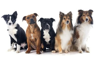 CACHORROs.jpg