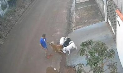 CACHORROS GATO.jpg