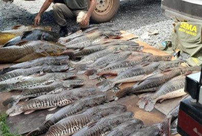 pescado-sema