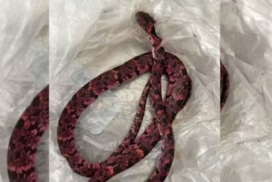 COBRA.jpg