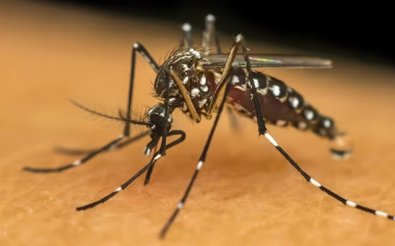 mosquito dengue