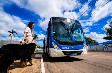 cao guia transporte