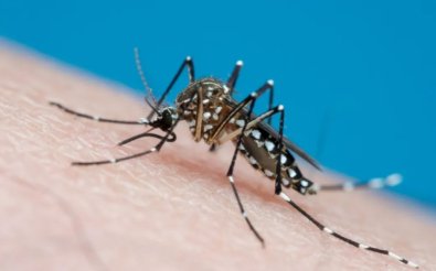 dengue