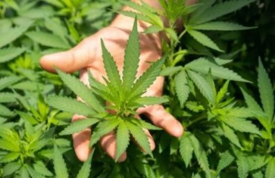 pe de maconha