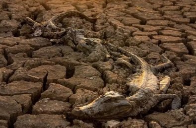 seca pantanal.jpg
