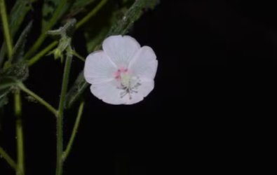 FLOR.jpg