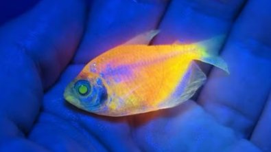 PEIXES MODIFICADOS.jpg