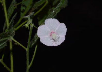 NOVA ESPECIE FLOR.jpg