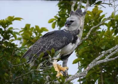 AVES1.jpg