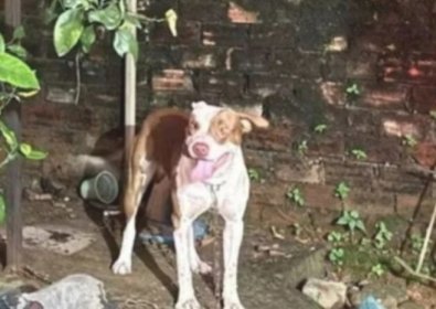 PIT BULL.jpg