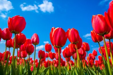 tulipa vermelha