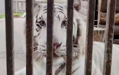 TIGRE BRANCO.jpg