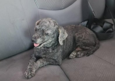 CACHORRO PERDIDO.jpg