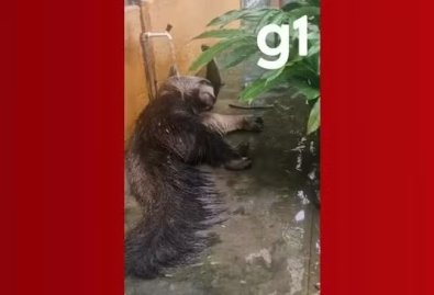 TAMANDUA BANHO.jpg