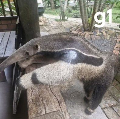 TAMANDUA.jpg