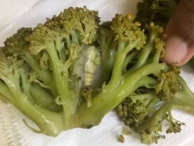 larva na couve flor.jpg