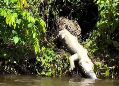 onï¿½a pantanal.jpg