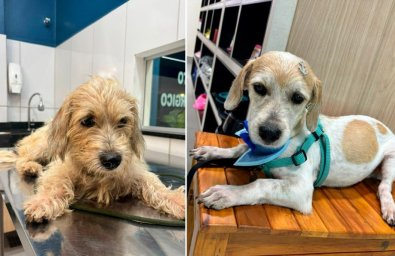 RESGATE CACHORRO.jpg