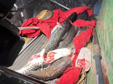 pescado irregular.jpg
