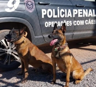 k9.jpg