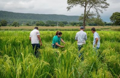 plantacao arroz.jpg