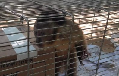 macacos-sinop.jpg