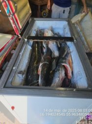 PESCA PREDATORIA1.jpg