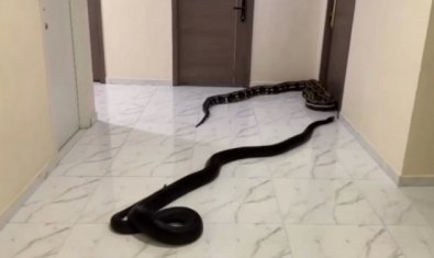 COBRAS CORREDOR.jpg
