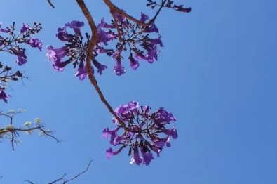 IPE ROXO.jpg