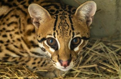 jaguatirica.jpg