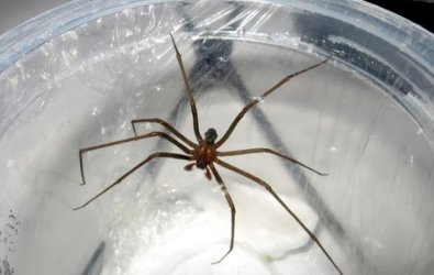 aranha-necrose.jpg