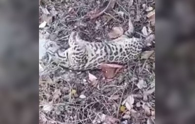 jaguatirica.jpg