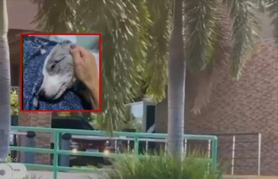 cachorro morto alphaville.jpg