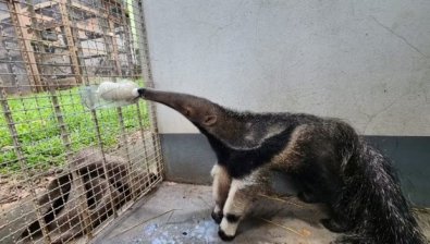TAMANDUA ANDEIRA RESGATADO.jpg
