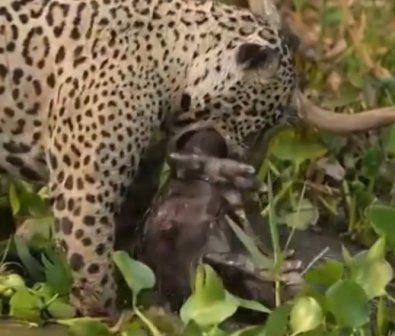 onï¿½a pantanal.jpg
