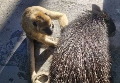 macaco-mateto.JPG