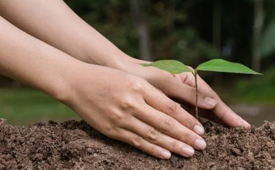 mudas-plantas.jpg