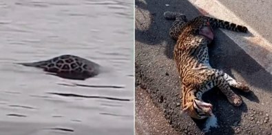onca e jaguatirica morta.jpg