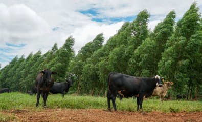 vacas-corte.jpg